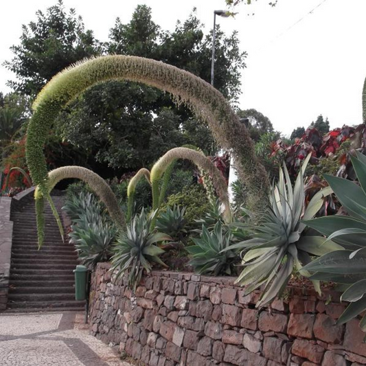 Agave Attenuata 'Foxtail Agave'-OTHER-DISCONTINUED- 25 Seeds