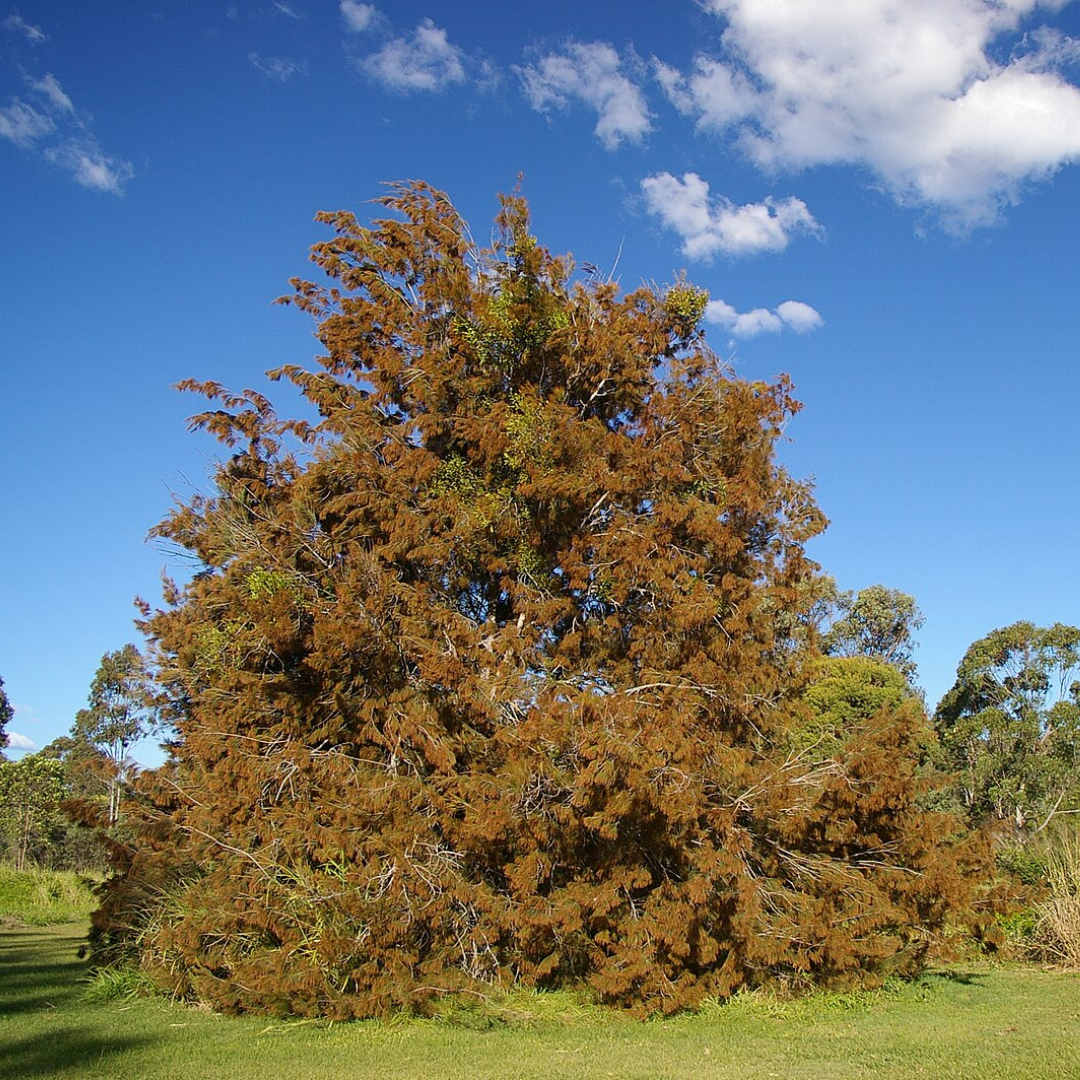 Allocasuarina littoralis 'Black She Oak-Edibles-Seeds- 50 seeds The Chakra Garden