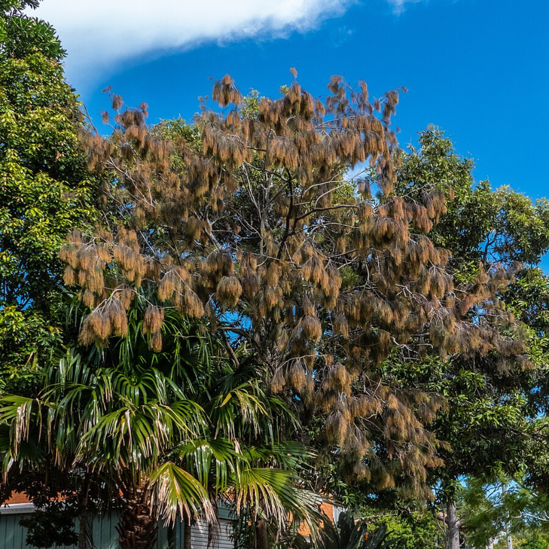 Allocasuarina torulosa 'Rose She Oak'-TREES-Seeds