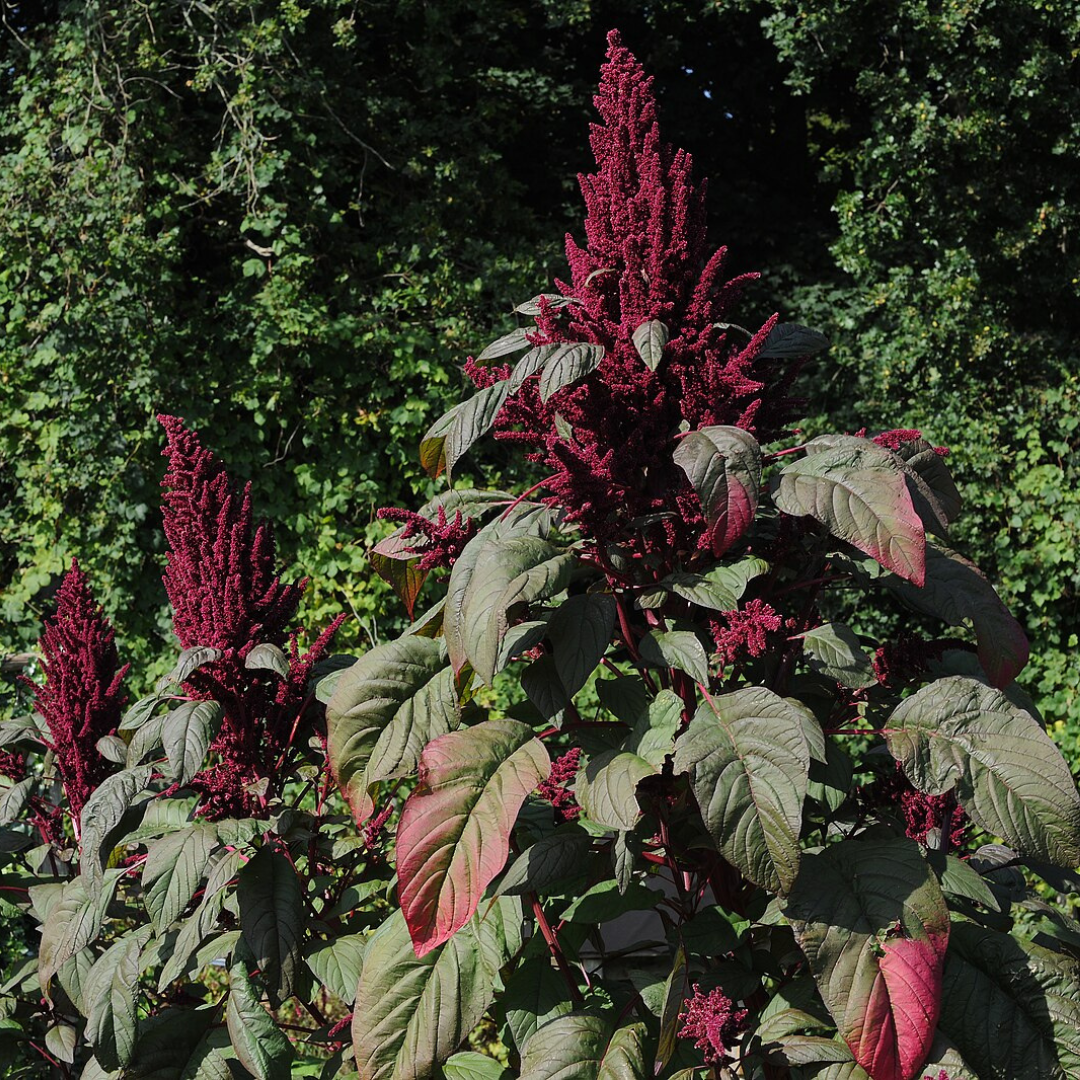 Amaranth Greens - 200 Seeds - Vegetable Seeds - Heart Chakra