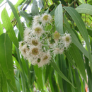 Angophora Costata-'Smooth Barked Apple'-TREE SEEDS-25 seeds The Chakra Garden