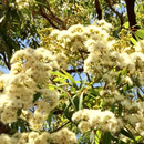 Angophora floribunda-'Rough-barked Apple'-TREE SEEDS-seeds The Chakra Garden