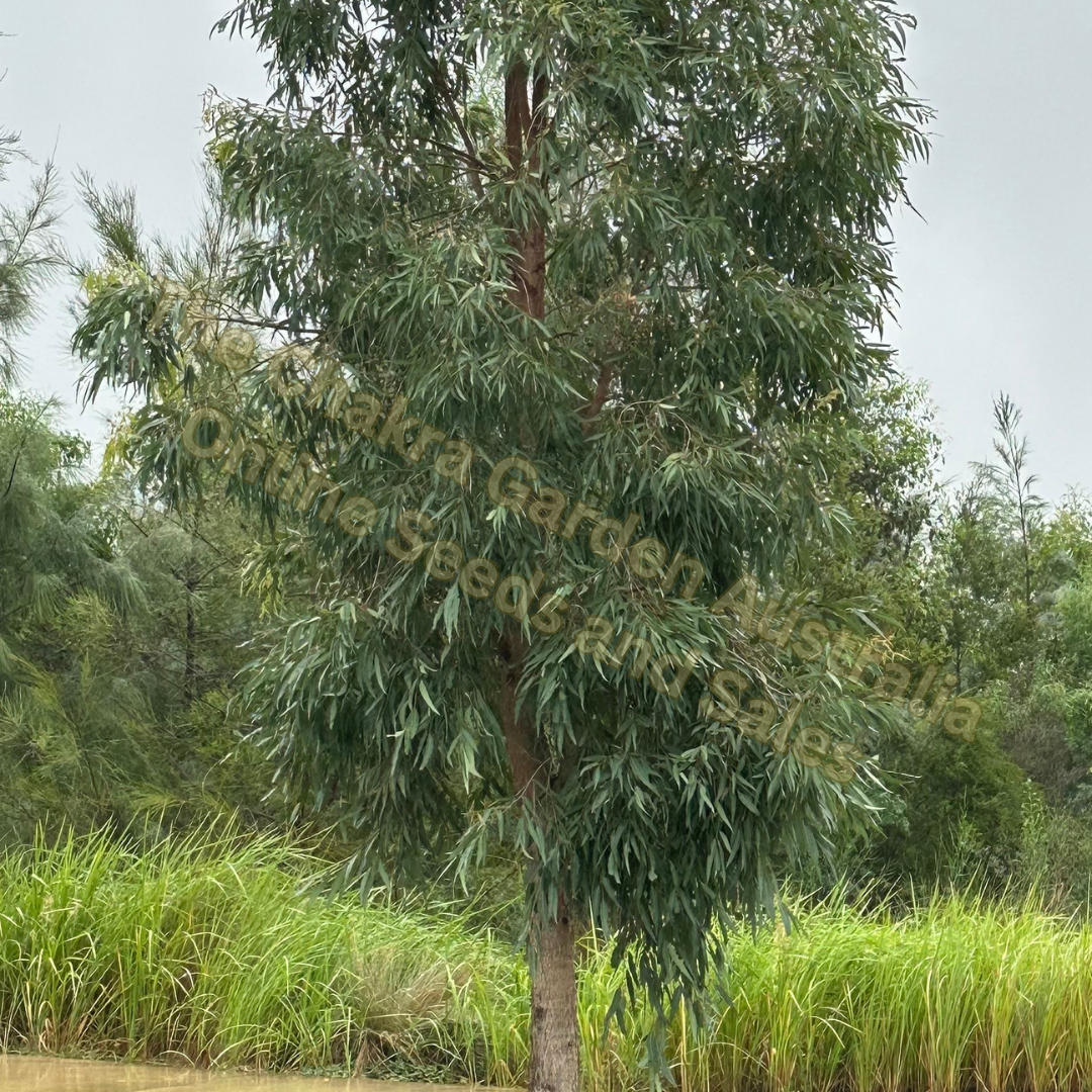 Angophora floribunda-'Rough-barked Apple'-TREE SEEDS-seeds The Chakra Garden