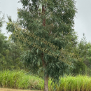 Angophora floribunda-'Rough-barked Apple'-TREE SEEDS-seeds The Chakra Garden