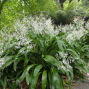 Arthropodium cirratum 'Reinga Lily'-EDIBLES-seeds The Chakra Garden