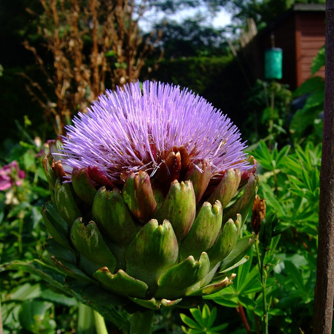 Artichoke 'Green Globe'-Vegetable-Heart Chakra-seeds