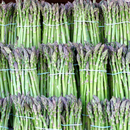 Asparagus 'Mary Washington' - 25 Seeds - Vegetable Seeds - Heart Chakra The Chakra Garden