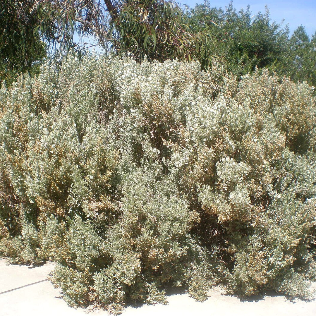 Atriplex Nummularia-Ole Man Saltbush-BUSH TUCKA- Seeds