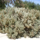 Atriplex Nummularia-Ole Man Saltbush-BUSH TUCKA-25 Seeds The Chakra Garden