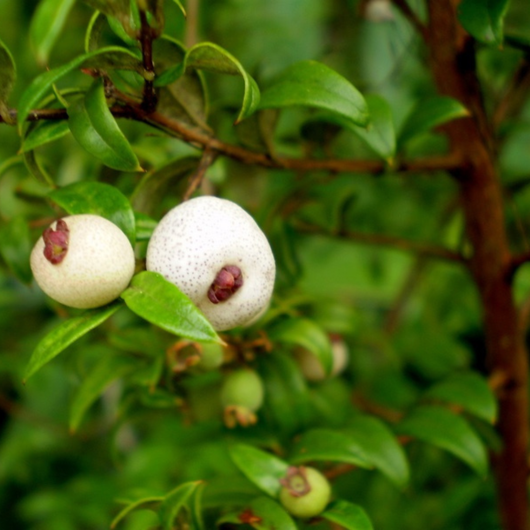 Austromyrtus Dulcis (Midgen/Midyim Berry) - EDIBLES- 25 Seeds