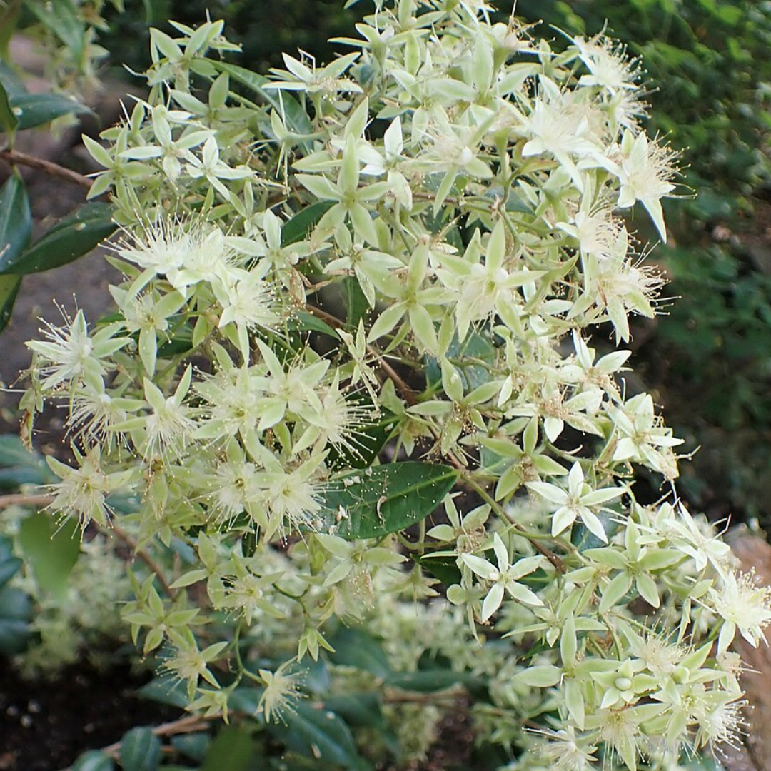 Backhousia Myrtifolia-'Cinnamon Myrtle'-BUSH TUCKA-25 seeds. The Chakra Garden