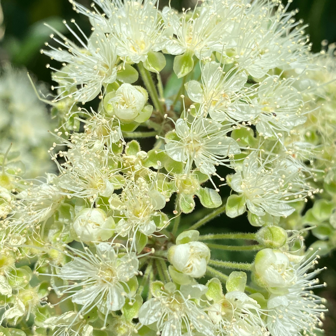 Backhousia Citriodora "Lemon Myrtle"-EDIBLES-Seeds The Chakra Garden