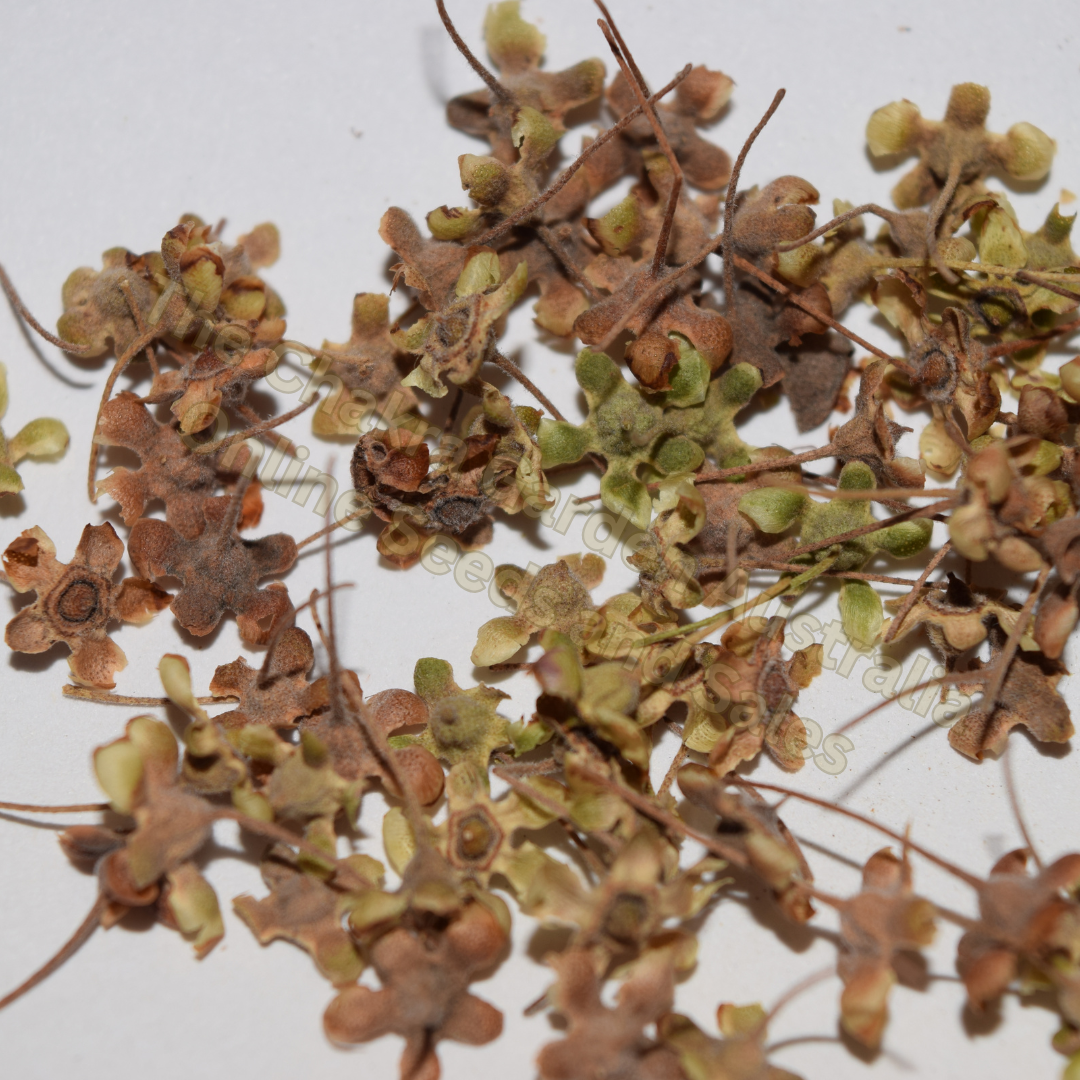 Photo of seeds: - June Parkin; Location: Sydney NSW, Australia; Date: 6OCT2023