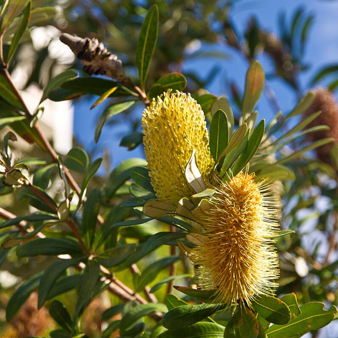 Banksia Integrifolia "Coastal Banksia" 10 Seeds The Chakra Garden