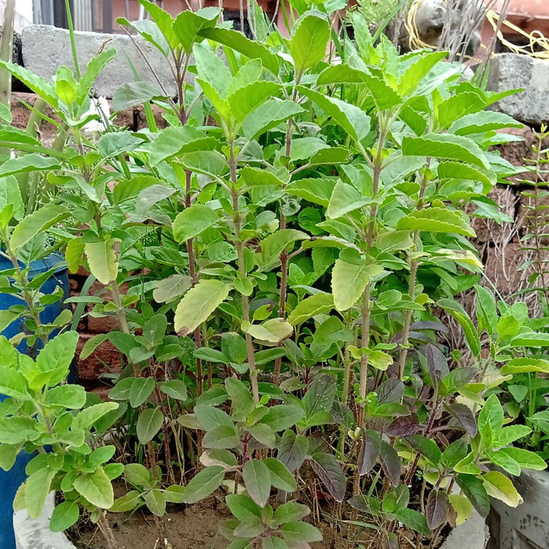 Basil 'Holy Green' - "RAMA TULSI" "Tulasi"- HERBS- 200 Seeds - Ajna Chakra The Chakra Garden