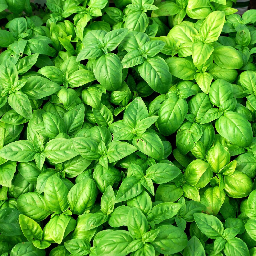 Basil 'Genovese' (Italian Long Leaf)-Vegetable-100 Seeds-Ajna Chakra