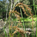 Baumea Articulata "Jointed Rush"-AQUATICS-Seeds The Chakra Garden