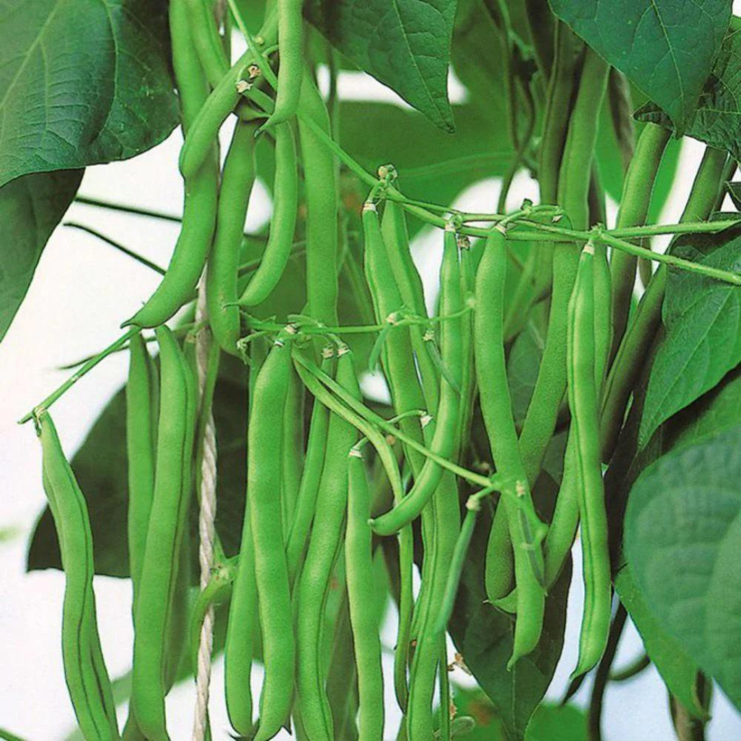 Bean 'Blue Lake'-VEGETABLES-Heart Chakra-seeds