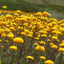 Billy Buttons 'Pycnosorus Globosus '-FLOWERS-100 seeds The Chakra Garden