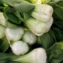 Bok Choy Pak Choy 'White Stem'Edibles-Vegetables-Heart Chakra-200 seeds The Chakra Garden