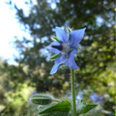 Borage "Blue Flower"-25 seeds-EDIBLE FLOWERS-Throat Chakra The Chakra Garden