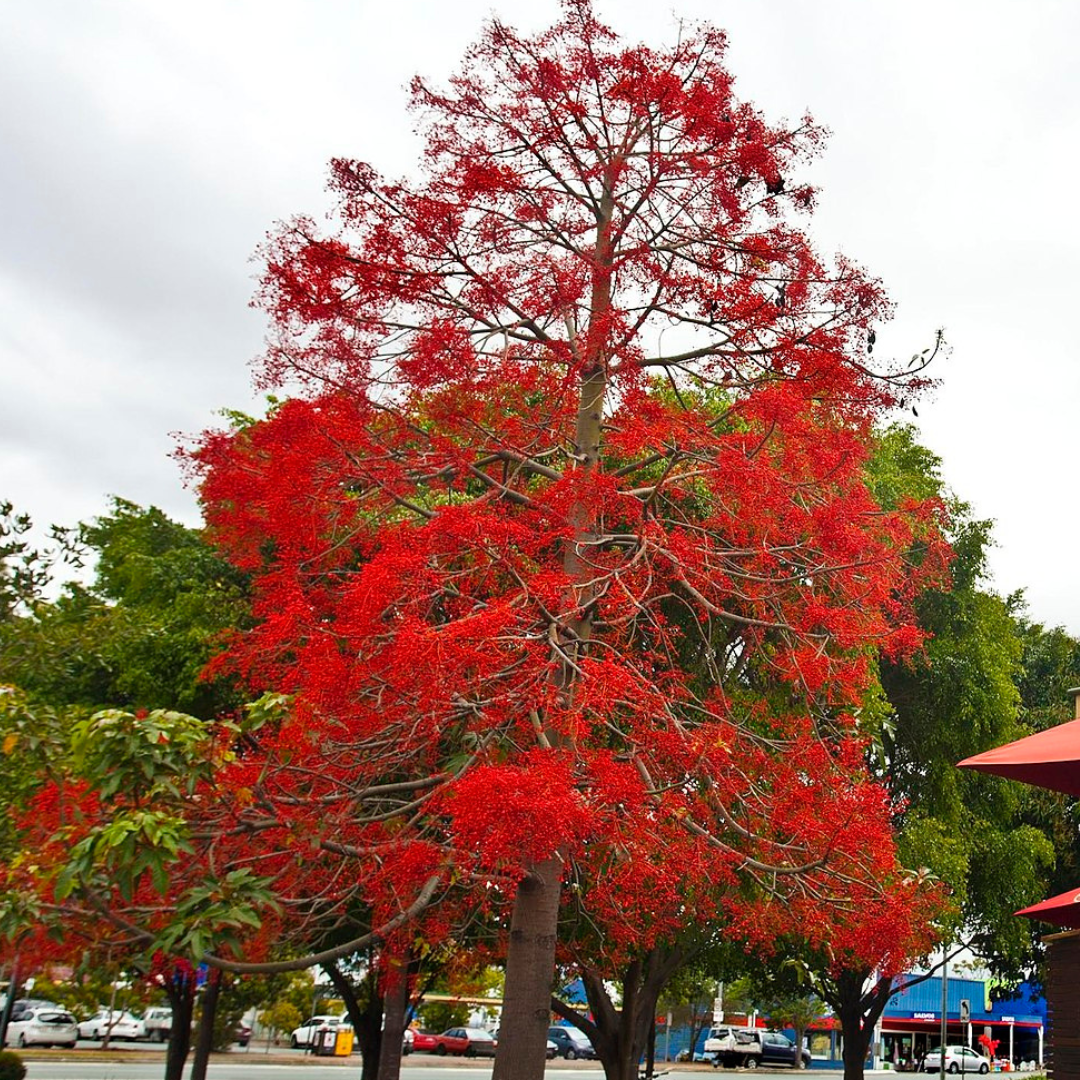 Brachychiton acerifolius "Illawarra FlameTree" Seeds