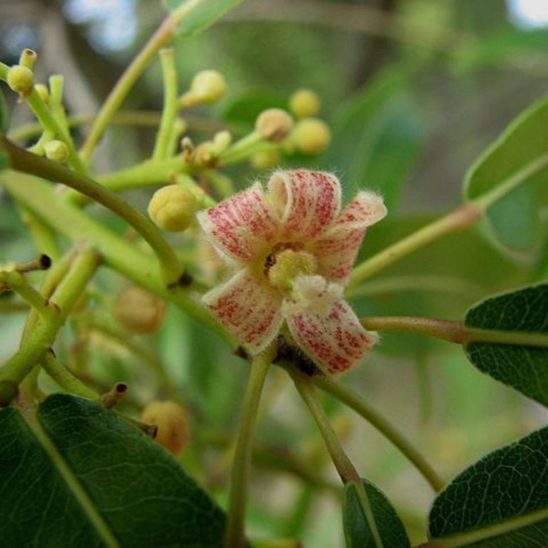 Brachychiton rupestris-'Queensland Bottle Tree'-TREE SEEDS- seeds