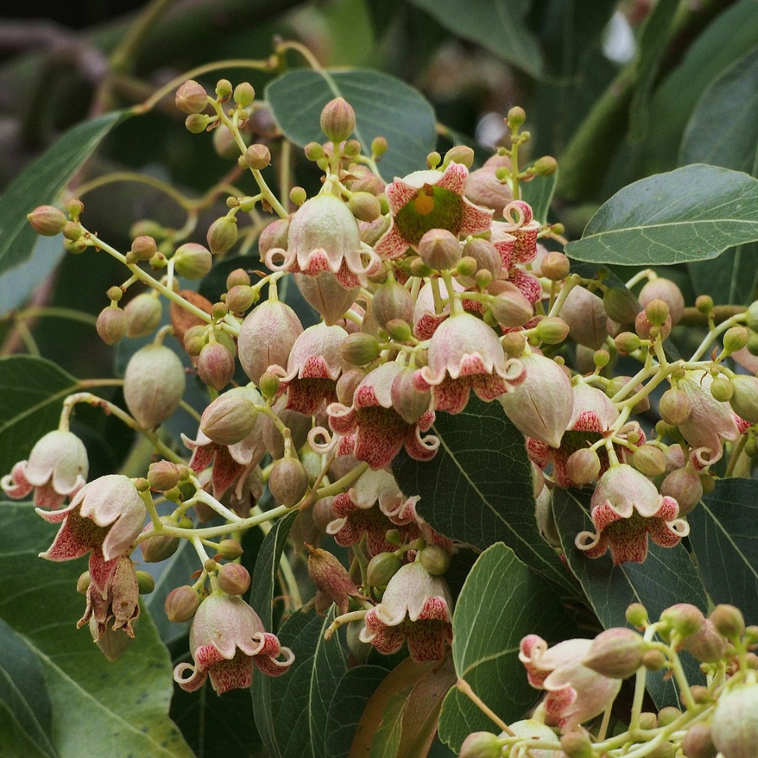 Brachychiton Populneus-'Kurrajong'-TREE SEEDS- seeds The Chakra Garden