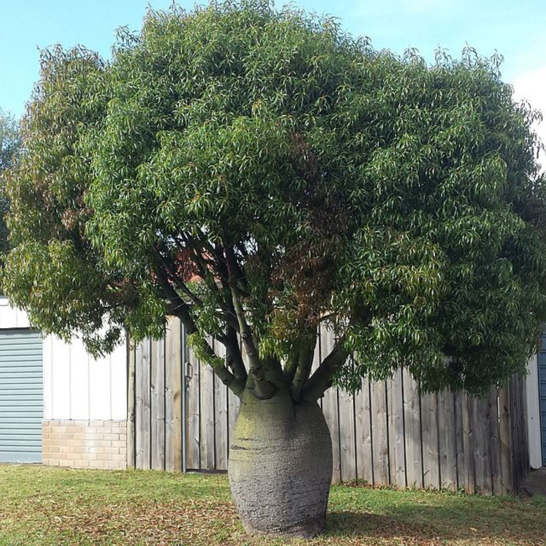 Brachychiton rupestris-'Queensland Bottle Tree'-TREE SEEDS- seeds