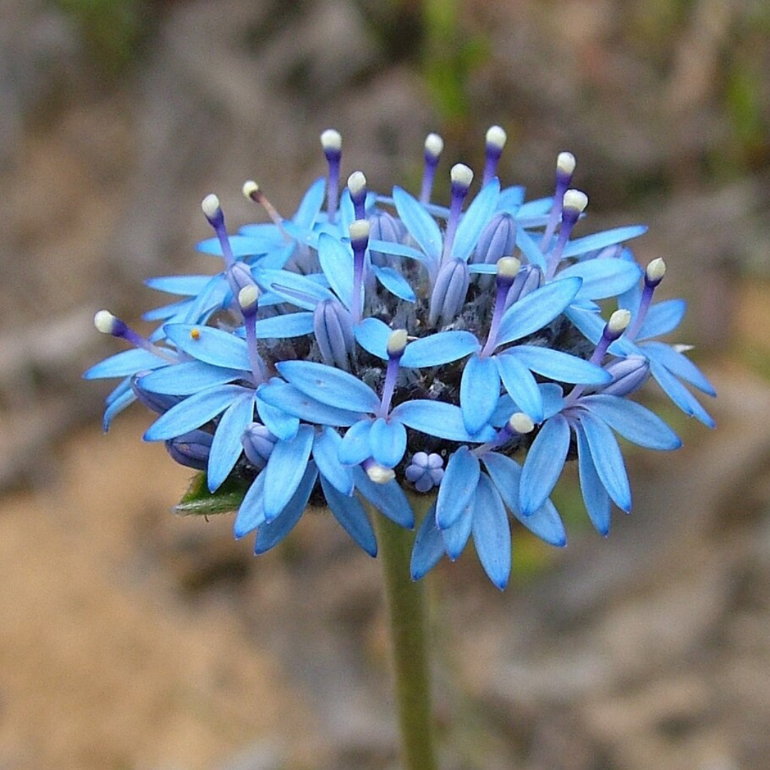 Brunonia Australis 'Blue Pincushion Flower'-25 Seeds-Native Flower Seeds The Chakra Garden