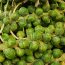 Brussels Sprouts Long Island Improved - Vegetable 100 Seeds Heart Chakra The Chakra Garden