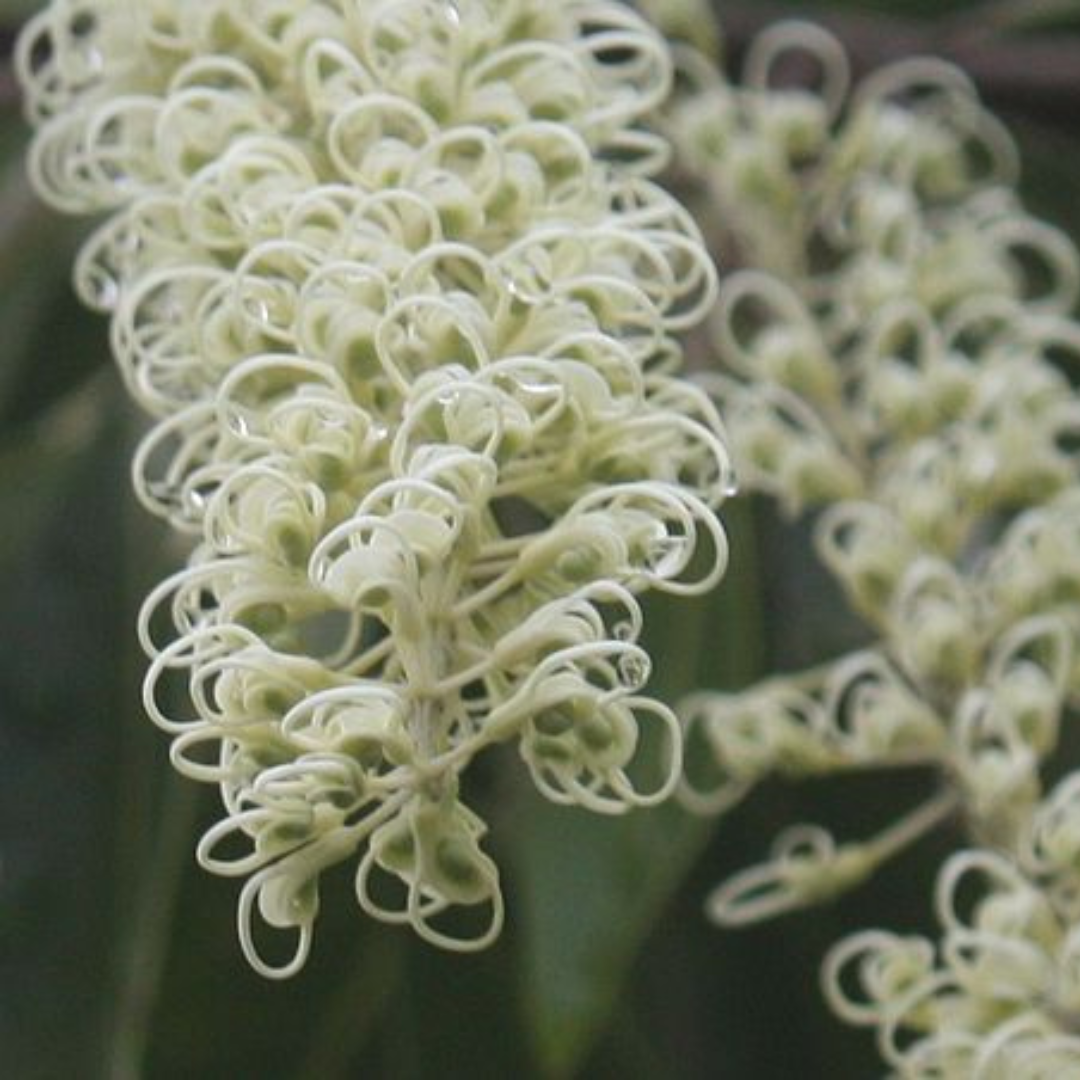 Buckinghamia Celcissima (Ivory Curl Tree) Seeds