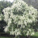 Buckinghamia Celcissima (Ivory Curl Tree) Seeds The Chakra Garden