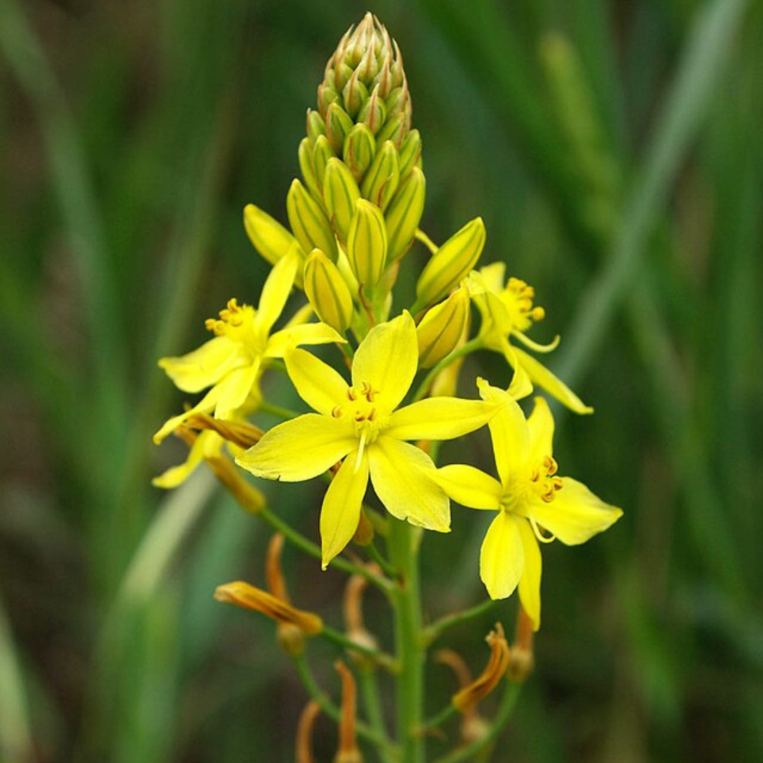 Bulbine Bulbosa 'Native Leek'-BUSH TUCKA-25 seeds The Chakra Garden