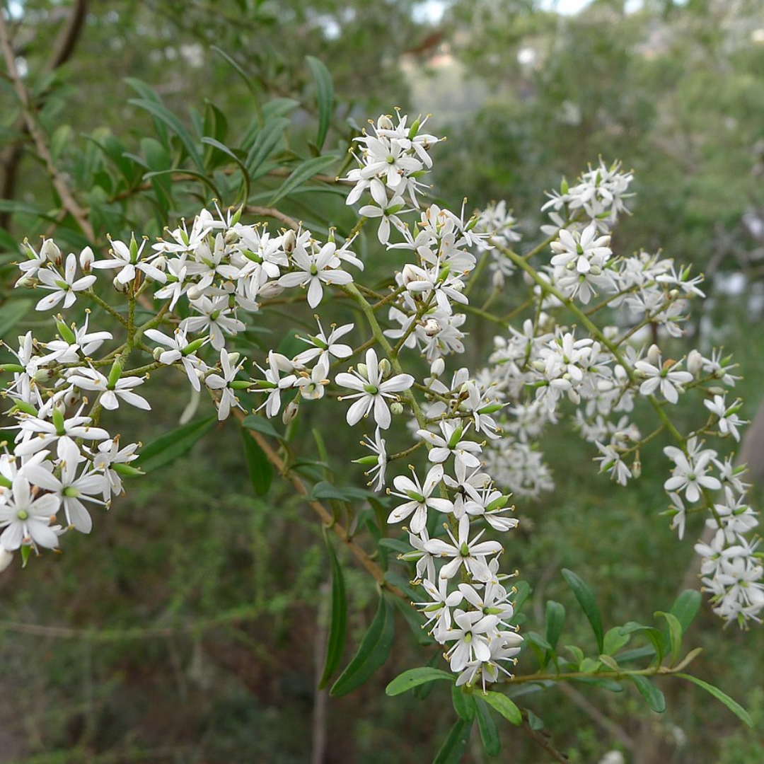 Bursaria Spinosa "Native Blackthorn"TREES-Seeds The Chakra Garden