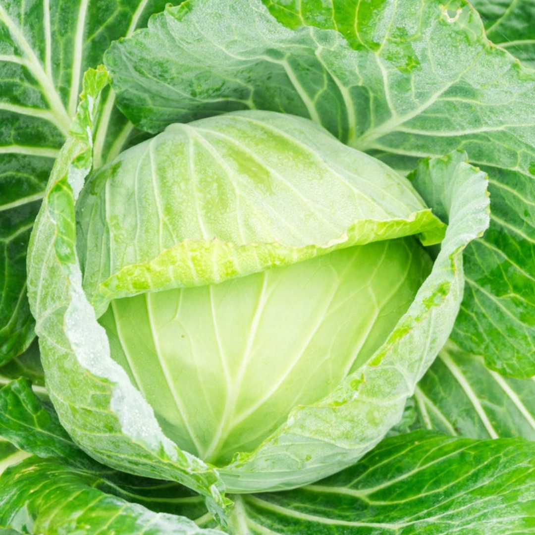 CABBAGE 'Golden Acre'-Edibles-Vegetables-Heart Chakra-seeds