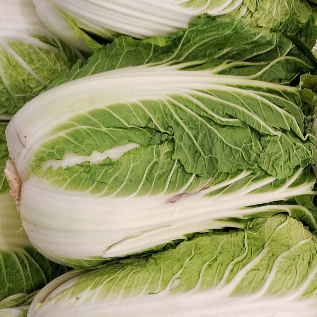 Cabbage ‘Chinese Michihili’ (Wombok) -Vegetable-Heart Chakra-seeds