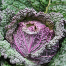 Photo: https://shegrowsveg.com/product/savoy-cabbage-purple-rain/ retrieved 11 May 2024 – 2.52pm AEST and edited using Canva.