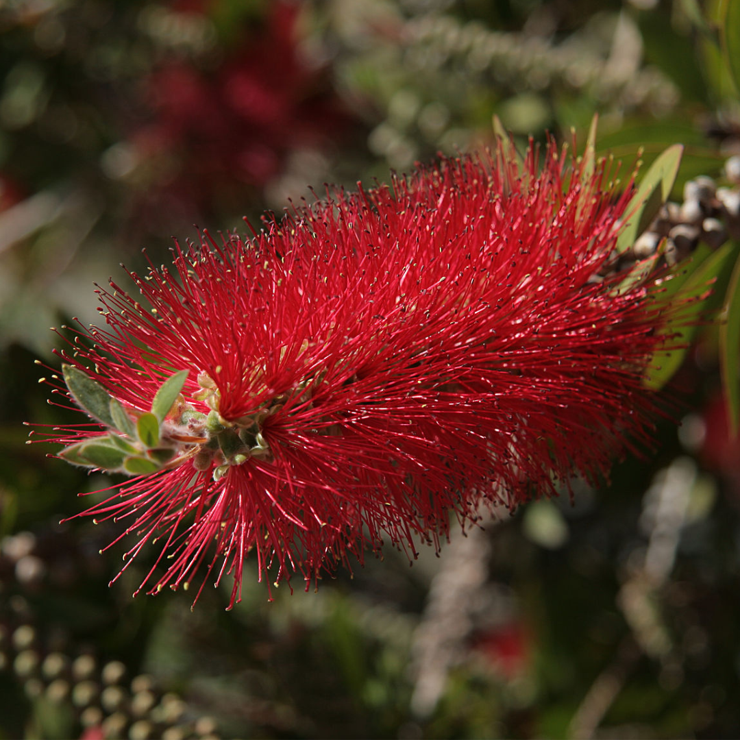 Callistemon citrinus 'Crimson Bottlebrush' -EDIBLES-Seeds