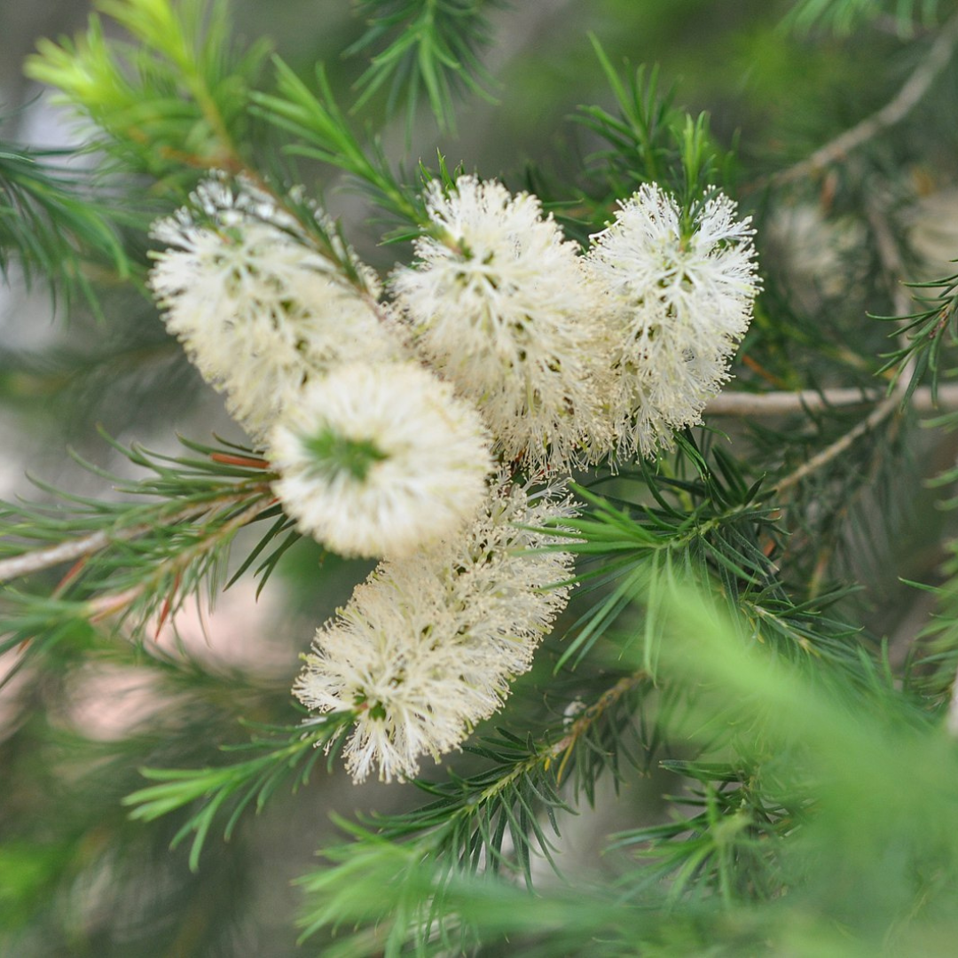 Callistemon Salignus 'Willow Bottlebrush' -TREES-Seeds