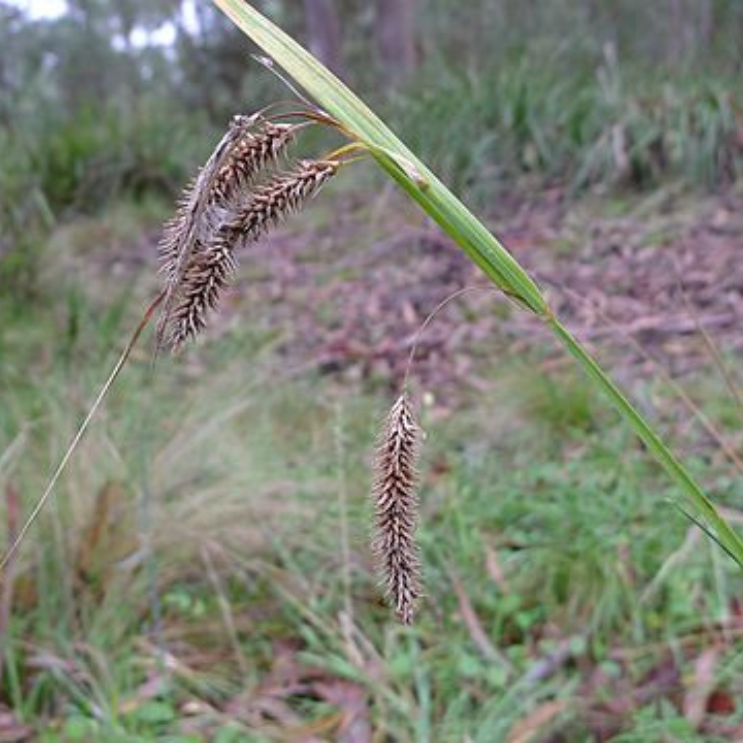 Carex Fascicularis "Tassel Sedge" 25 Seeds-