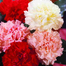 Photo: https://ferrymorse.com/products/carnation-chabaud-giant-mixed-colors; 16 May 2024 – 2.50pm AEST and edited using Canva.