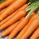 Carrot 'All Seasons' - 500 Seeds - Vegetables - Sacral Chakra The Chakra Garden