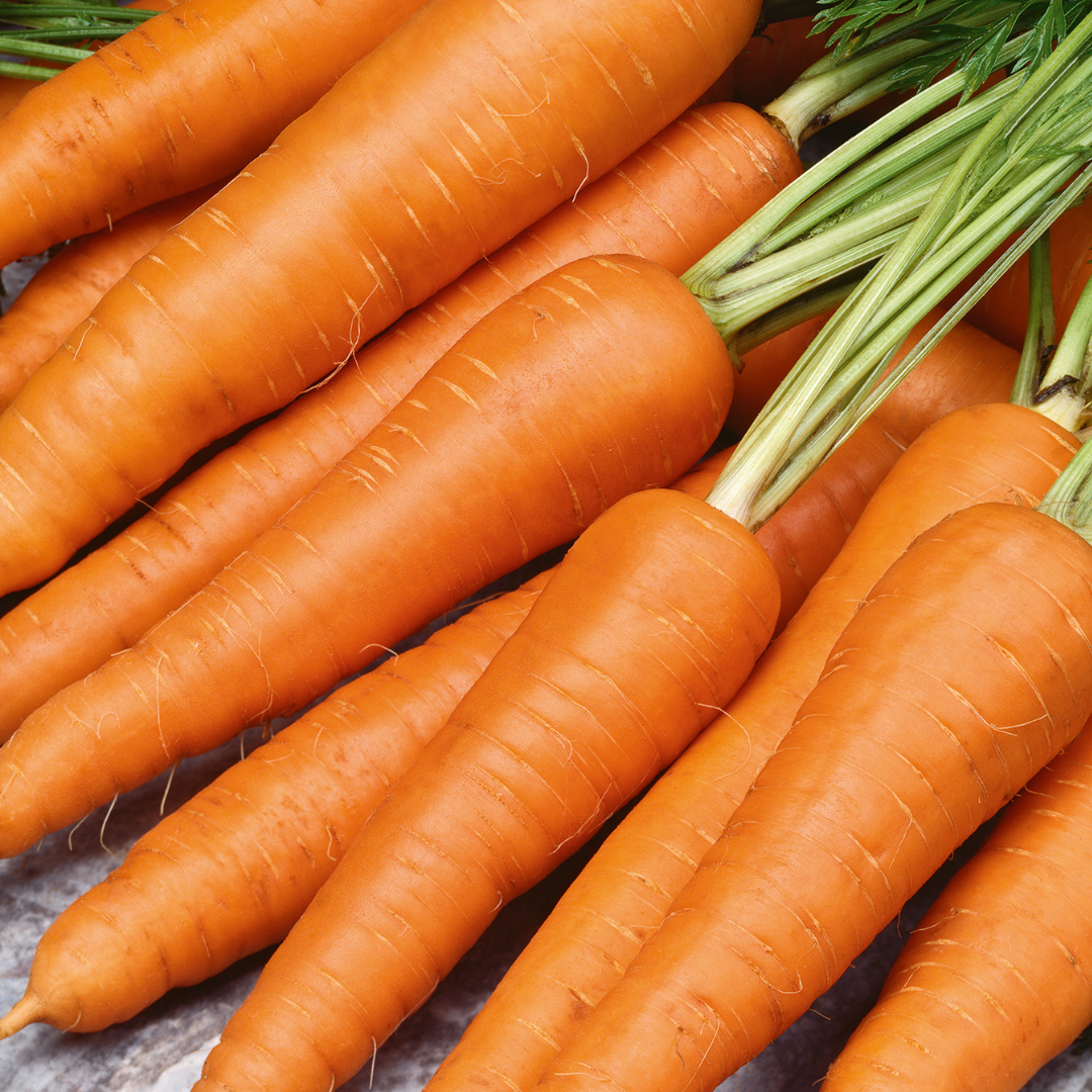 Carrot 'All Seasons' - 500 Seeds - Vegetables - Sacral Chakra