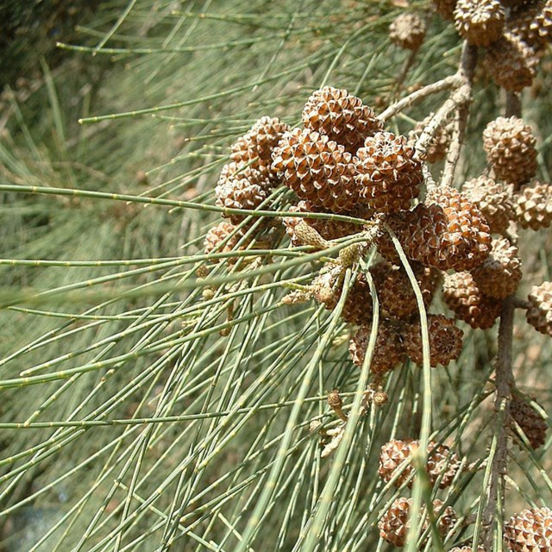 Casuarina Cunninghamiana 'Bilawi'-"River She Oak"-50 Seeds