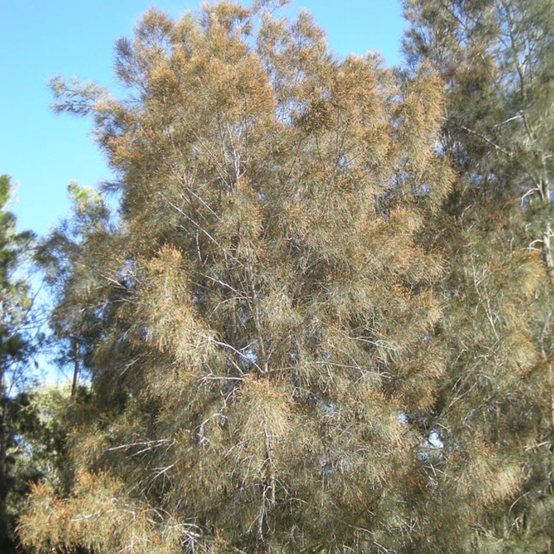 Photo of tree: Ethel Aardvark, CC BY 3.0 <https: creativecommons.org="" licenses="" by="" 3.0="">, via Wikimedia Commons; 16 May 2024 – 2.54pm AEST and edited using Canva.</https:>