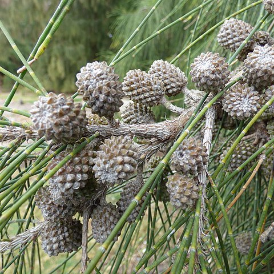 Casuarina glauca 'Swamp Oak'-TREE-seeds