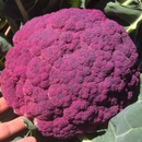 Photo: https://ourlomitafarm.wordpress.com/2016/07/22/purple-of-sicily-cauliflower/; 16 May 2024 – 3.10pm AEST and edited using Canva.