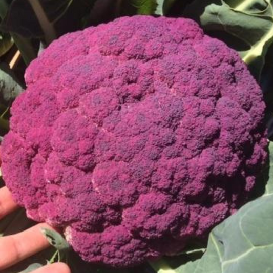 Cauliflower ‘Purple Sicily’ - Vegetable - 100 Seeds-Ajna Chakra