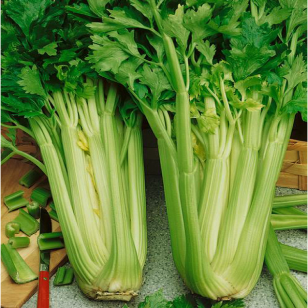 Celery ‘Tall Utah’ - Vegetable - 1000+ Seeds - Heart Chakra